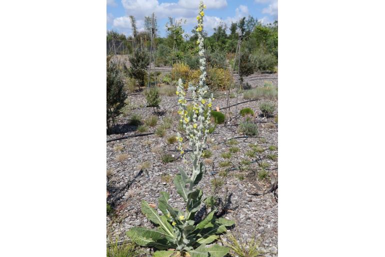 Verbascum thapsus -9685