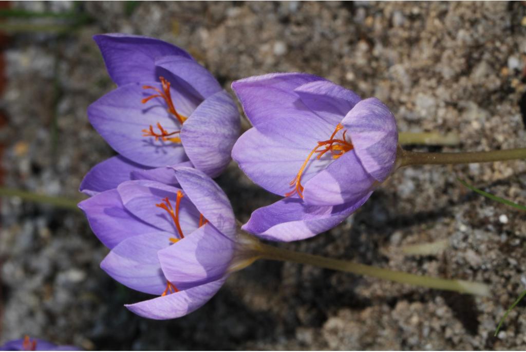 Zuidelijke herfstkrokus