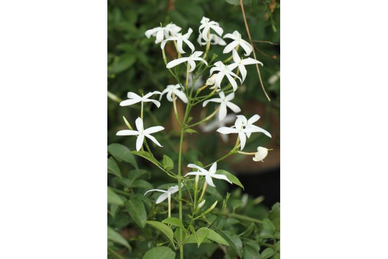 Jasminum azoricum -9702