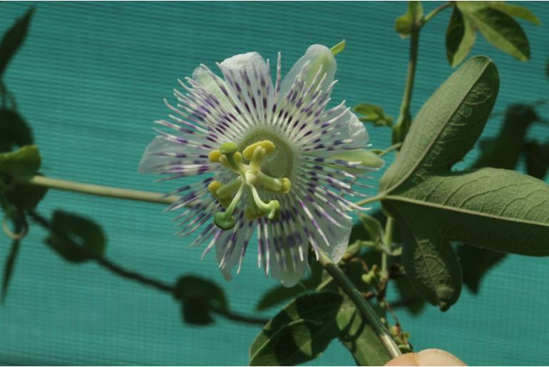 Passiflora tucumanensis -9743