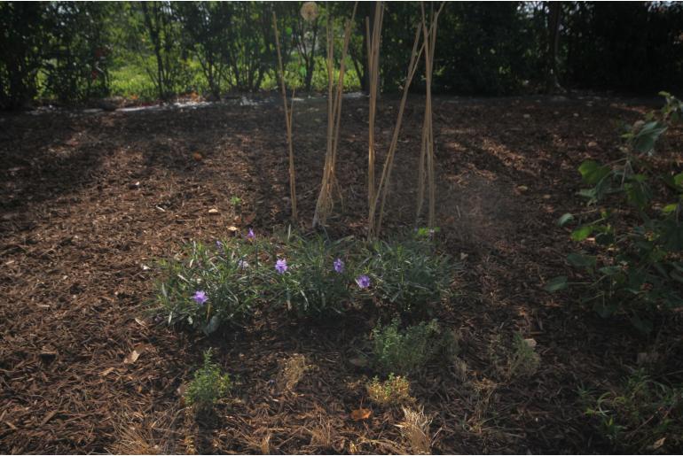 Ruellia simplex -9745