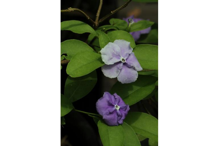 Brunfelsia uniflora -9753