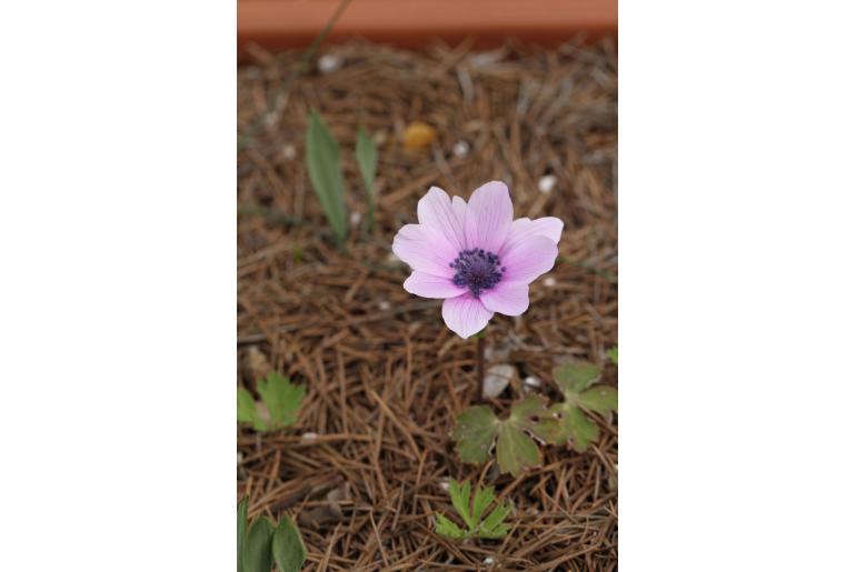 Anemone hortensis ssp pavonina -9777