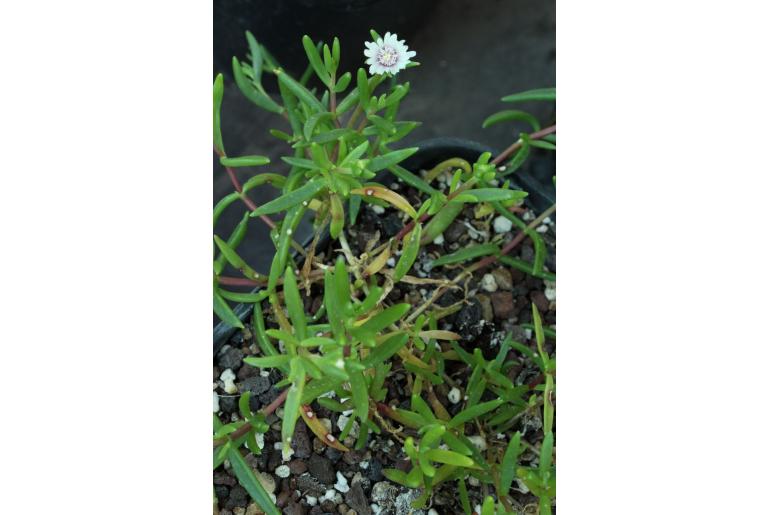 Delosperma macrostigma -9794