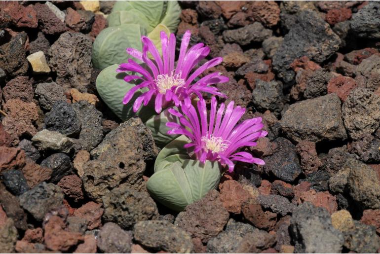 Gibbaeum petrense -9796