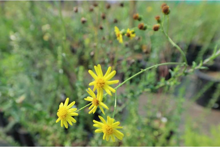 Senecio ilicifolius -9807