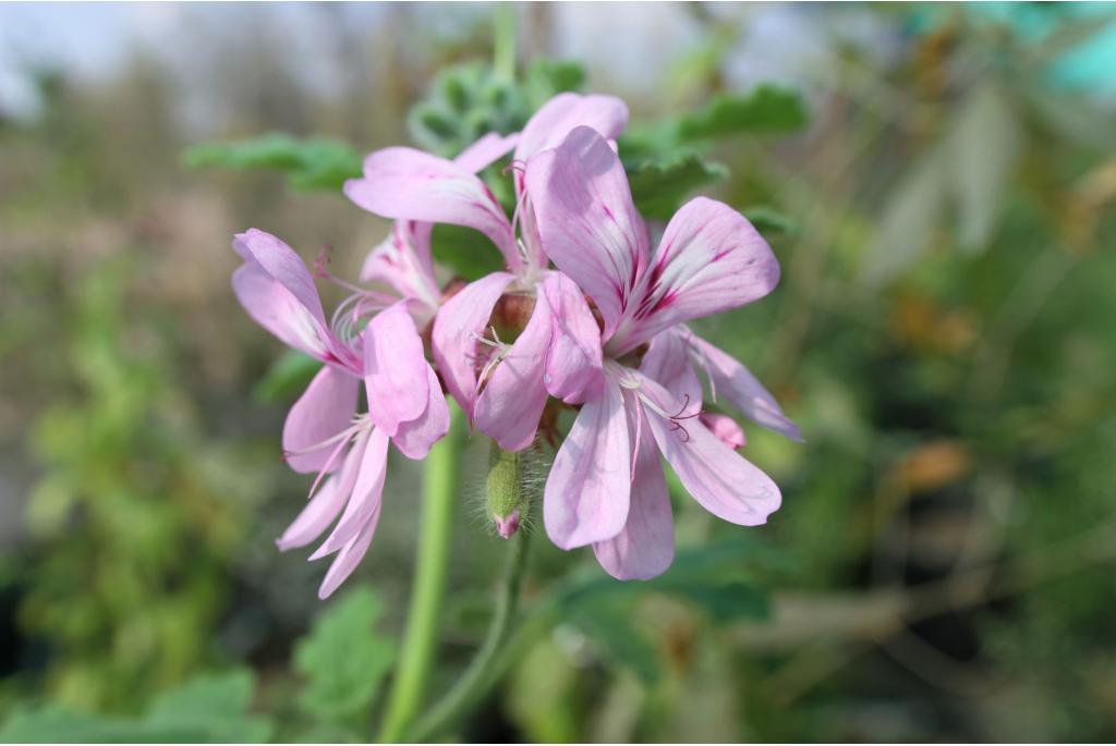 Vioolbladige geranium