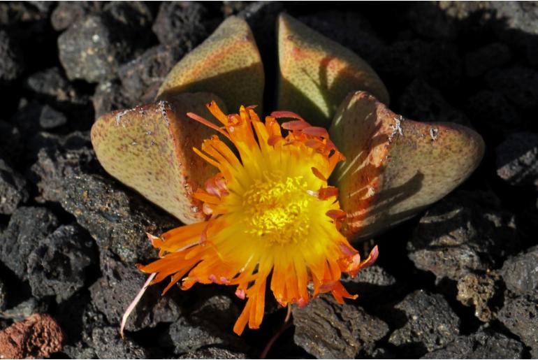 Pleiospilos compactus ssp canus -9858