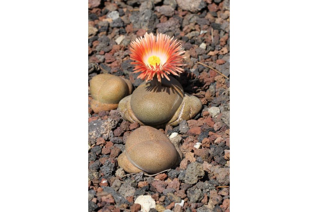 Nel's Pleiospilos