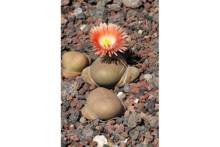 Pleiospilos nelii -9860