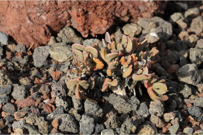 Rhombophyllum dolabriforme -9876