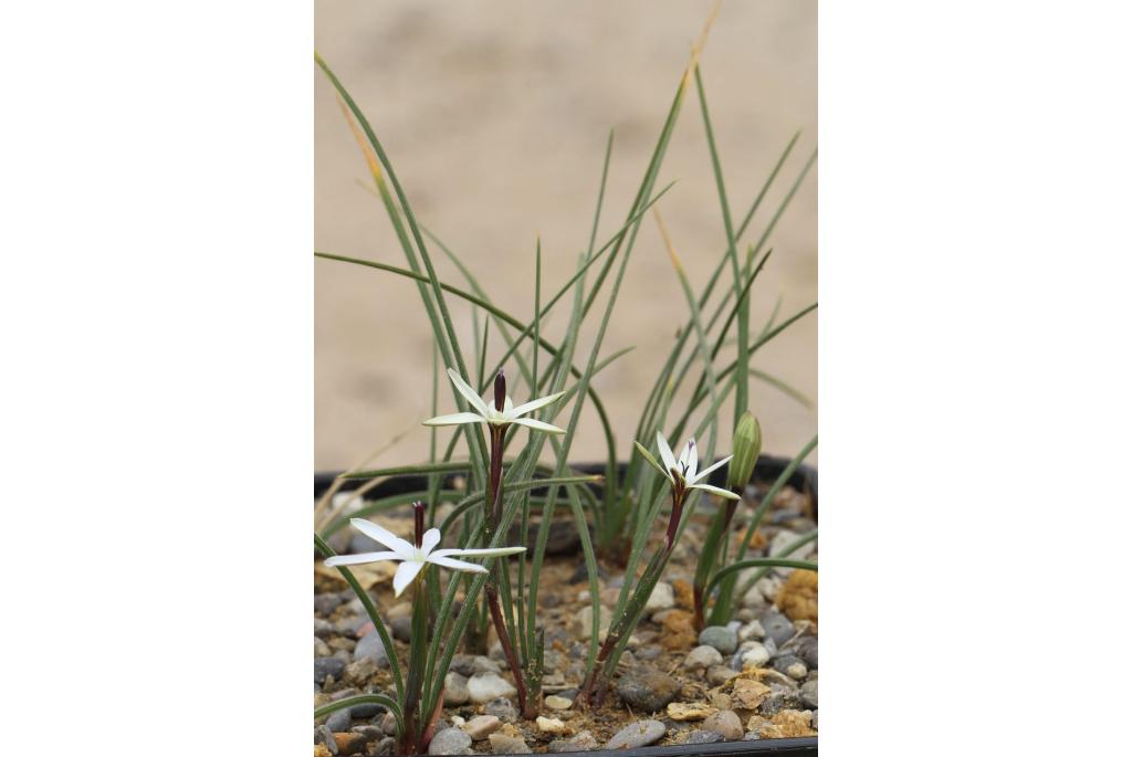 Zuid afrikaanse krokus