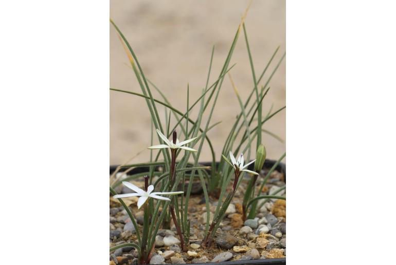 Romulea albiflora -9881