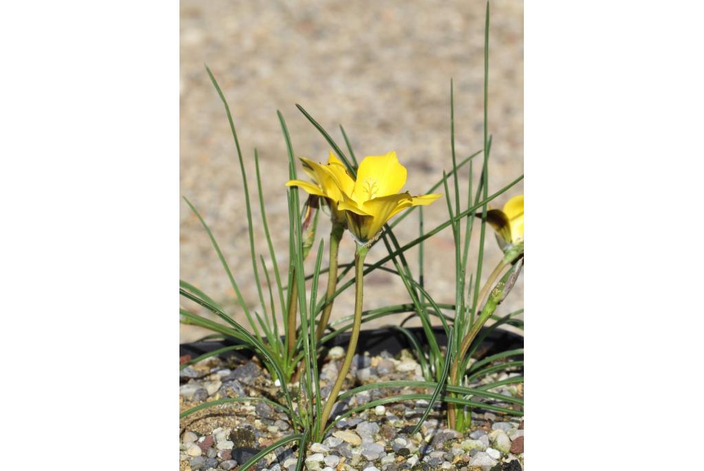 Romulea in verschillende vormen