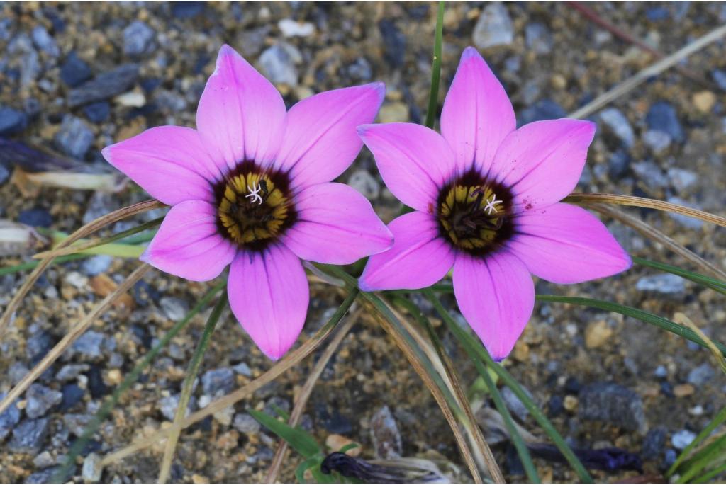 Komsberg Romulea