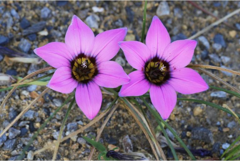 Romulea komsbergensis -9887