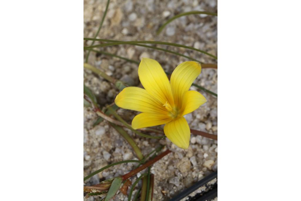 Pearson's Romulea