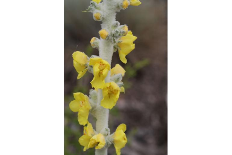 Verbascum bombyciferum -9948