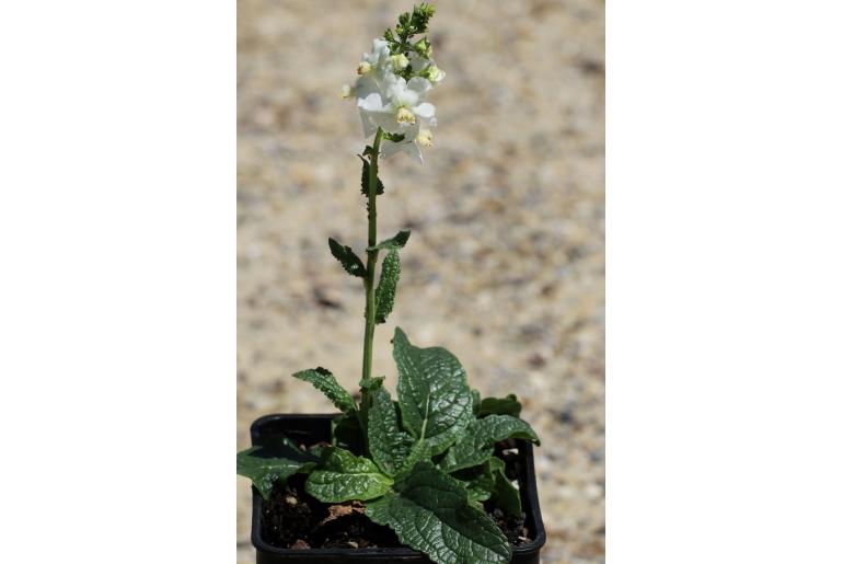 Verbascum phoeniceum -9949