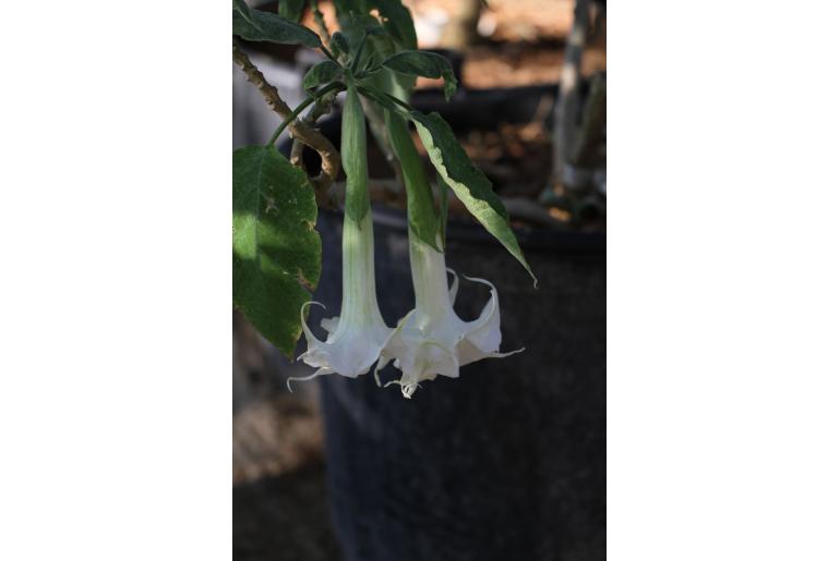 Brugmansia arborea -9981