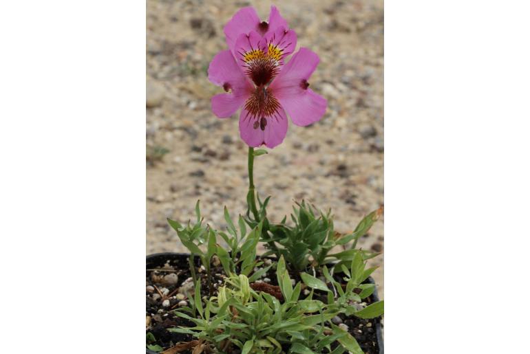 Alstroemeria magnifica var tofoensis -10028