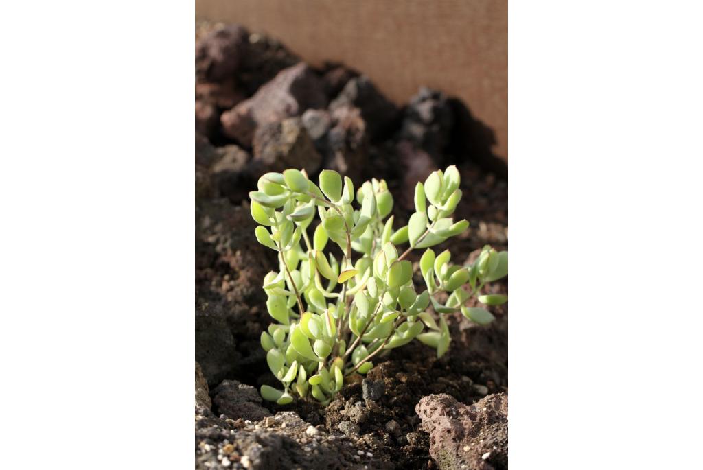 Wood's cotyledon