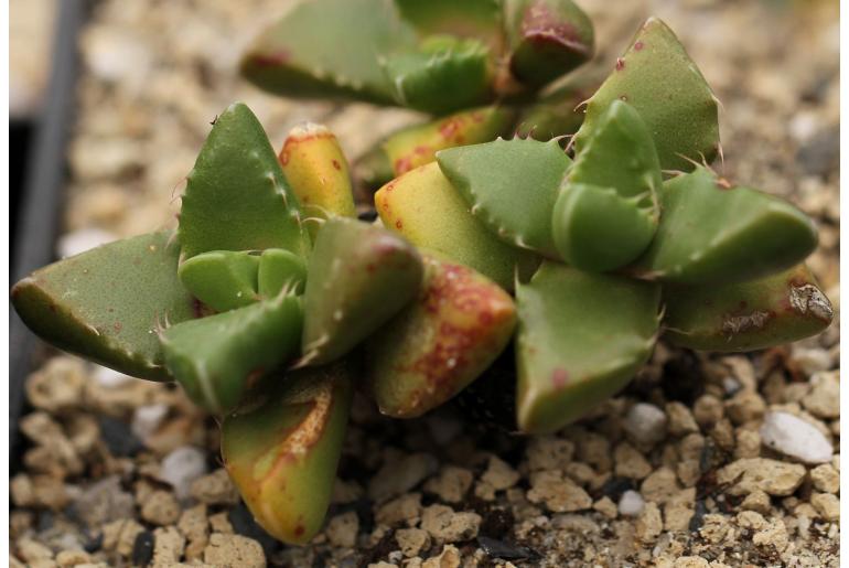 Faucaria felina -10064