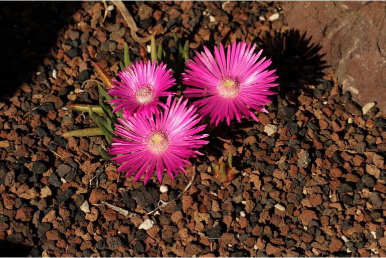 Cephalophyllum subulatoides -10091