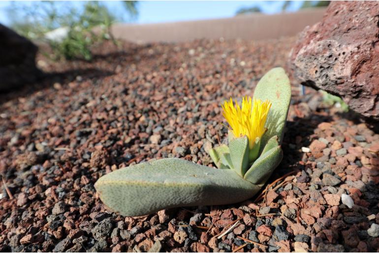 Cerochlamys pachyphylla -10092