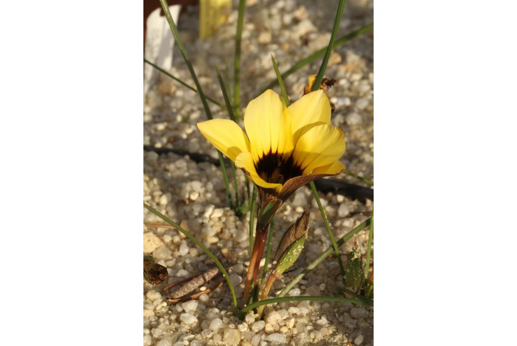 Lutea-bloemige romulea