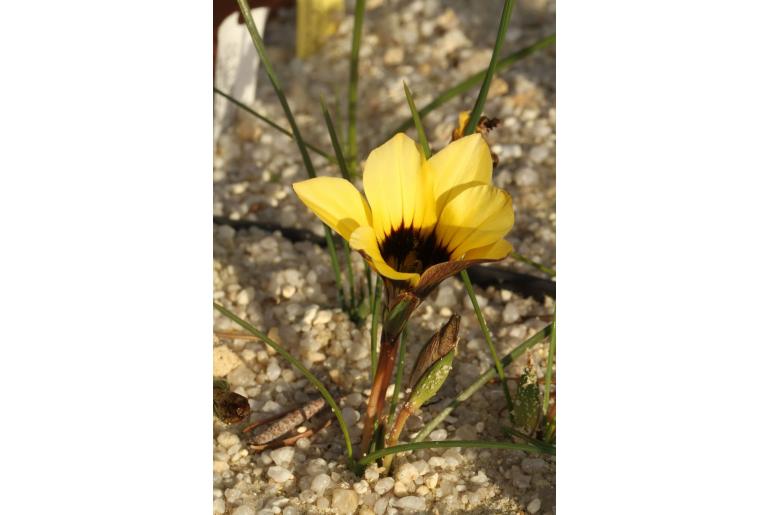 Romulea luteiflora -10138