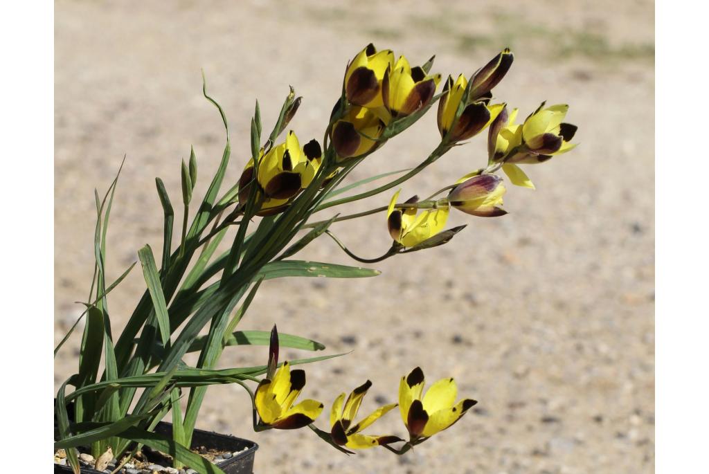 Omhulde hesperantha