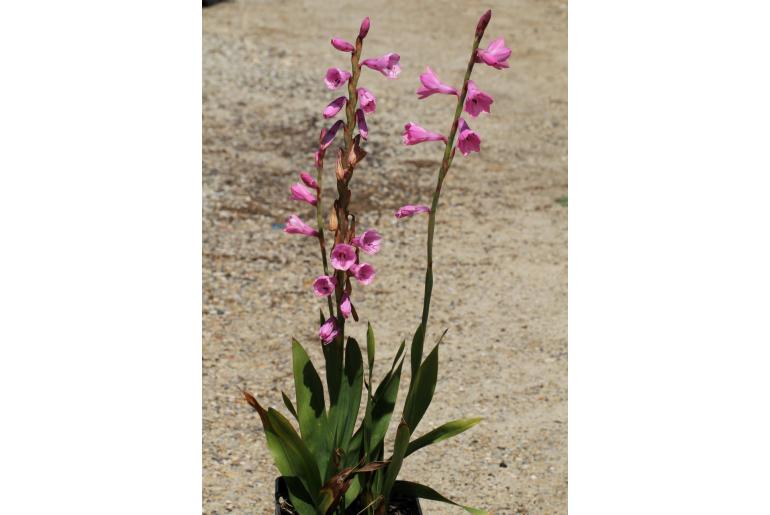 Watsonia distans -10159