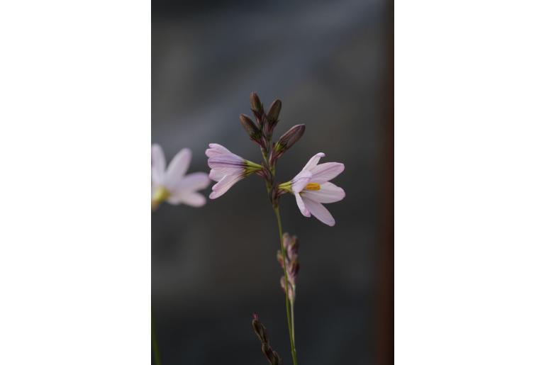 Ixia divaricata -10166