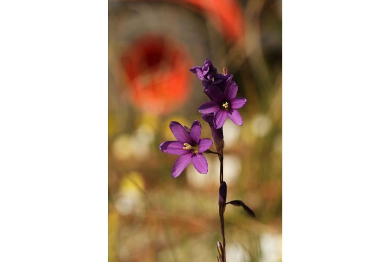 Ixia ramulosa -10170