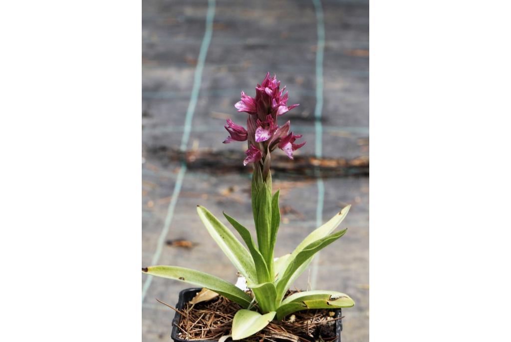 Vlinderorchis