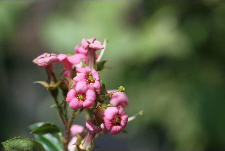 Escallonia rubra var macrantha -10326