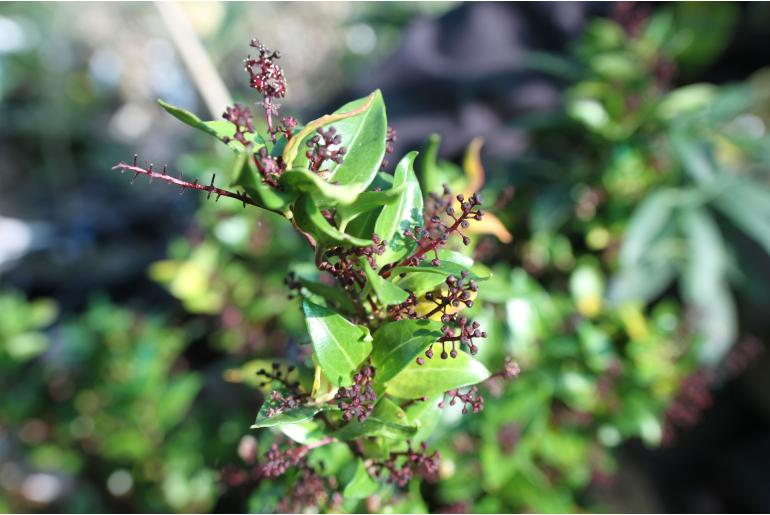 Griselinia racemosa -10341