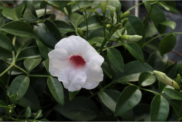 Pandorea jasminoides -10537