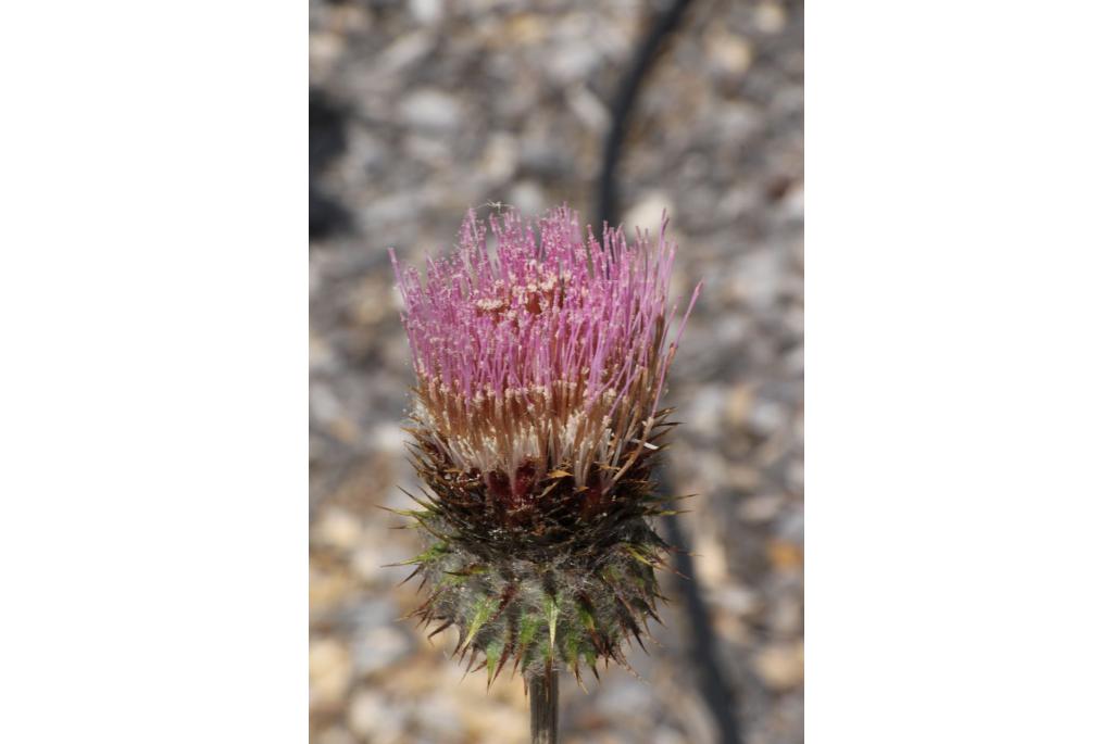 Lederachtige distel