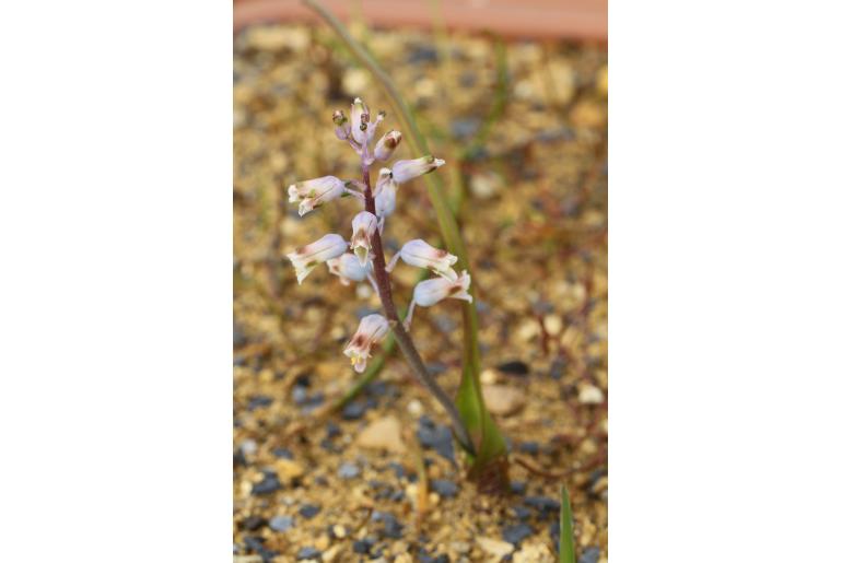 Lachenalia wrightii -10648