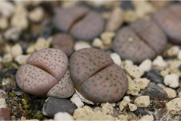 Lithops fulviceps -10650