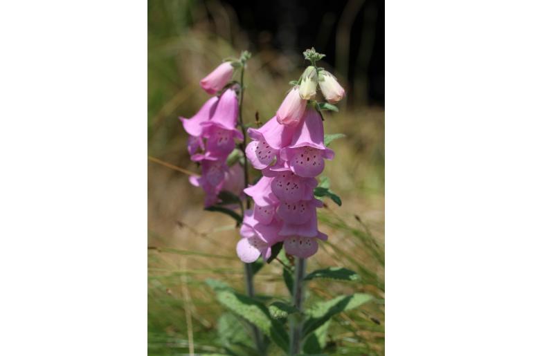 Digitalis minor -10683