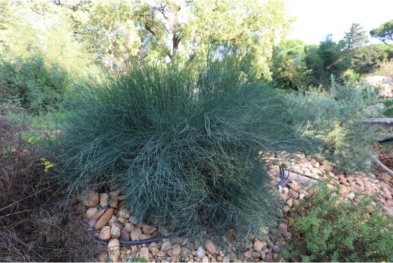 Ephedra fragilis ssp fragilis -10737