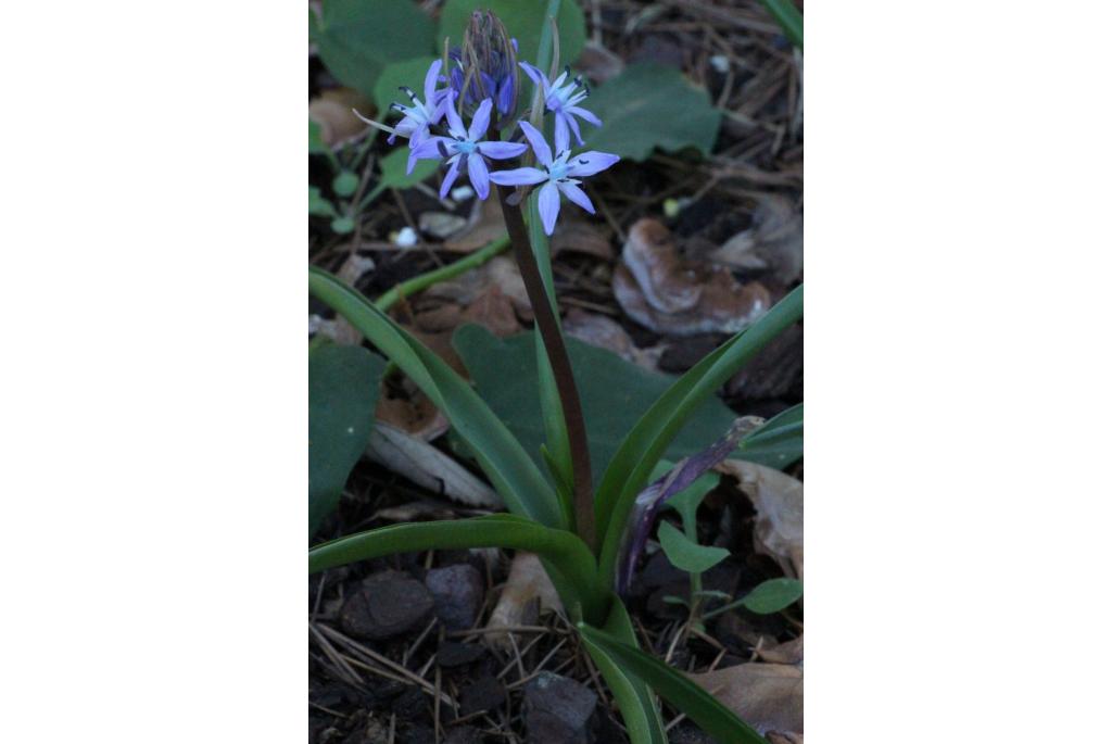 Italiaanse hyacinthoides