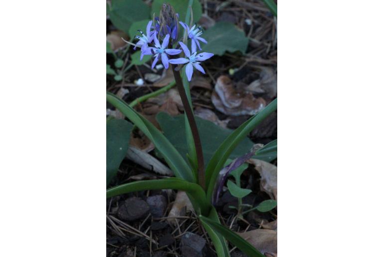 Hyacinthoides italica -10821