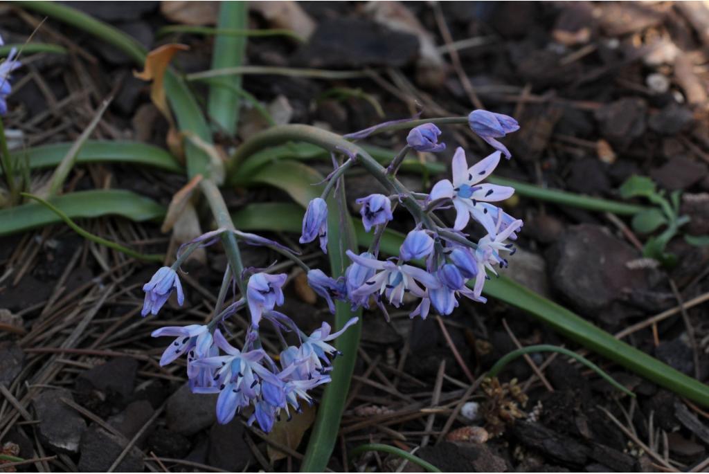 Hyacinthoides van Mauritius