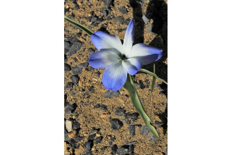 Tecophilaea cyanocrocus -10844