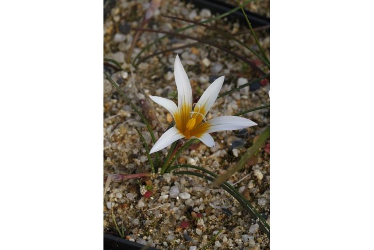 Romulea bulbocodium var leichtliniana -10852