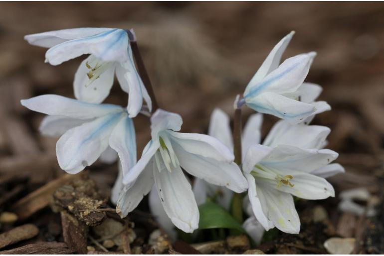 Scilla mischtschenkoana -10854